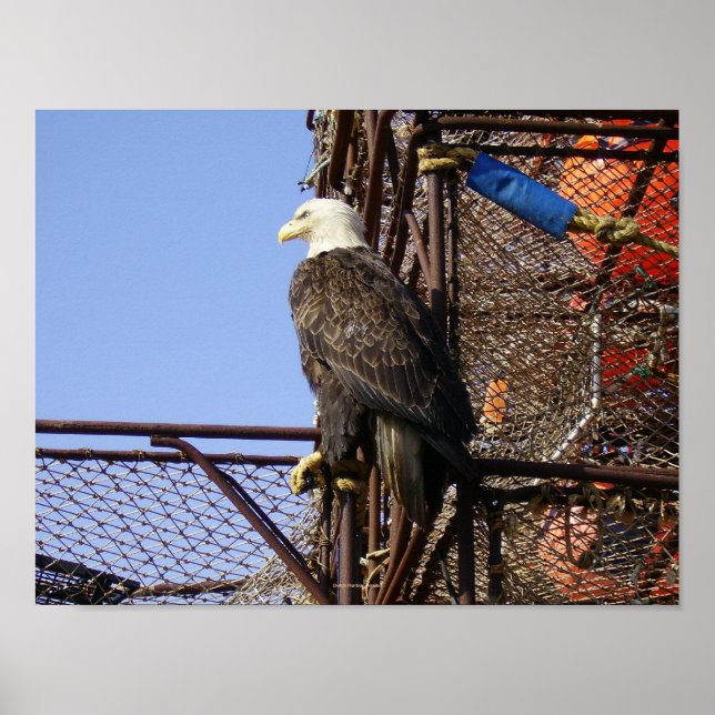 Póster Águila calva en cunas apiladas (Frente)
