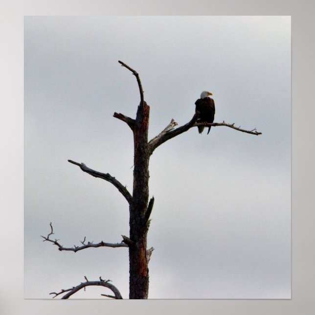 Póster Águila calva en el árbol (Frente)