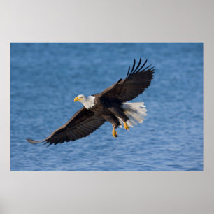 Póster Águila calva en vuelo