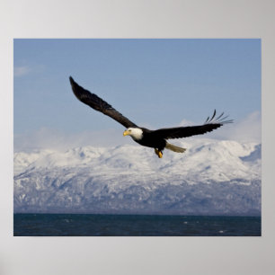 Póster Águila calva en vuelo, Haliaeetus leucocephalus, 3