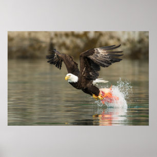 Póster Águila calva explosiva