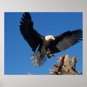 Póster águila calva, Haliaeetus leuccocephalus, aterrizan