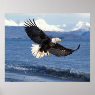 Póster águila calva, Haliaeetus leuccocephalus, en vuelo