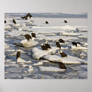 Póster Águila calva, Haliaeetus leucocephalus, Homer, 2