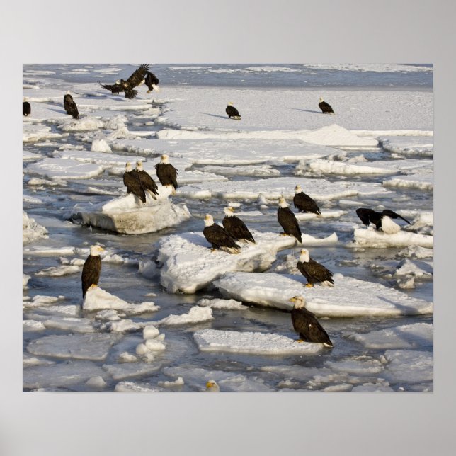 Póster Águila calva, Haliaeetus leucocephalus, Homer, 2 (Frente)