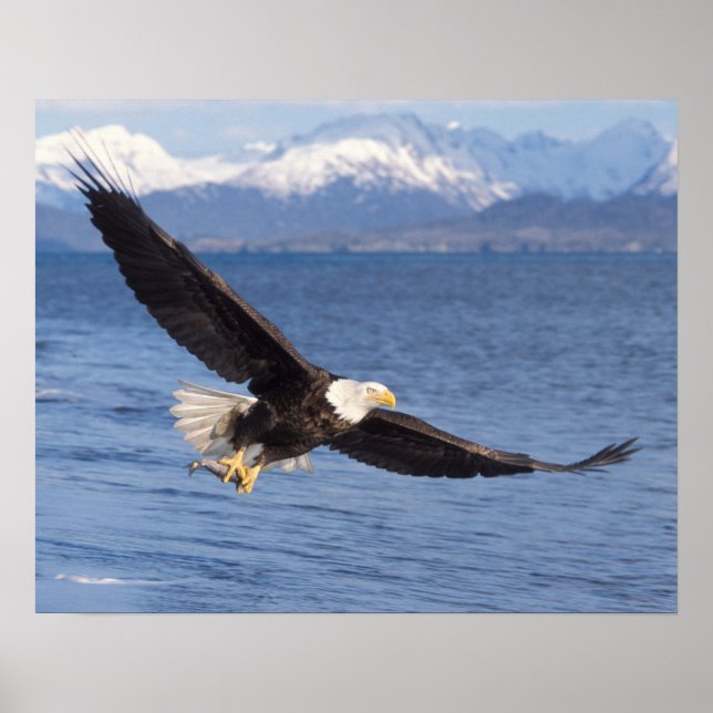 Póster águila calva, Haliaetus leucocephalus, en el vuelo (Frente)