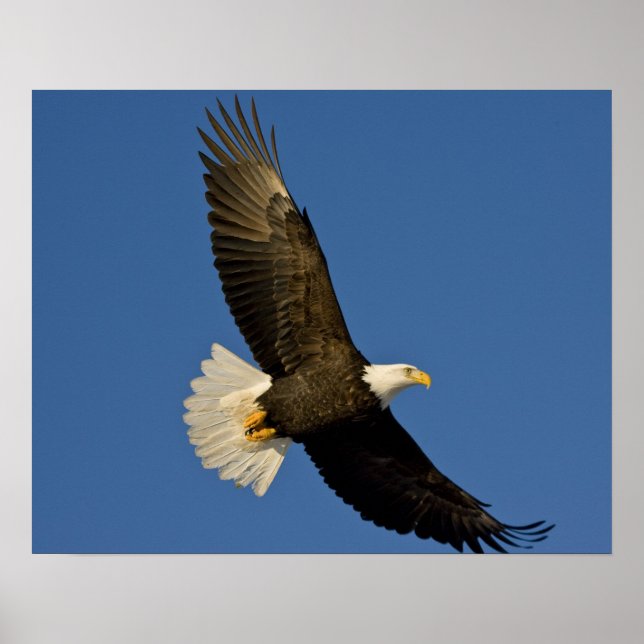 Póster Águila calva, Haliaetus leucocephalus, Homer, (Frente)