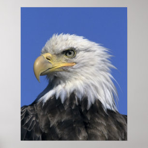Póster Águila calva, (Haliaetus leucocephalus), silvestre