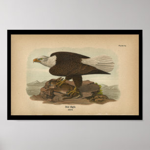 Póster Águila calva impresa de las aves de 1890
