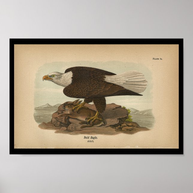 Póster Águila calva impresa de las aves de 1890 (Frente)