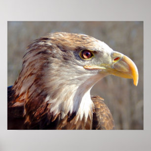 Póster Aguila Calva Juvenil Americana