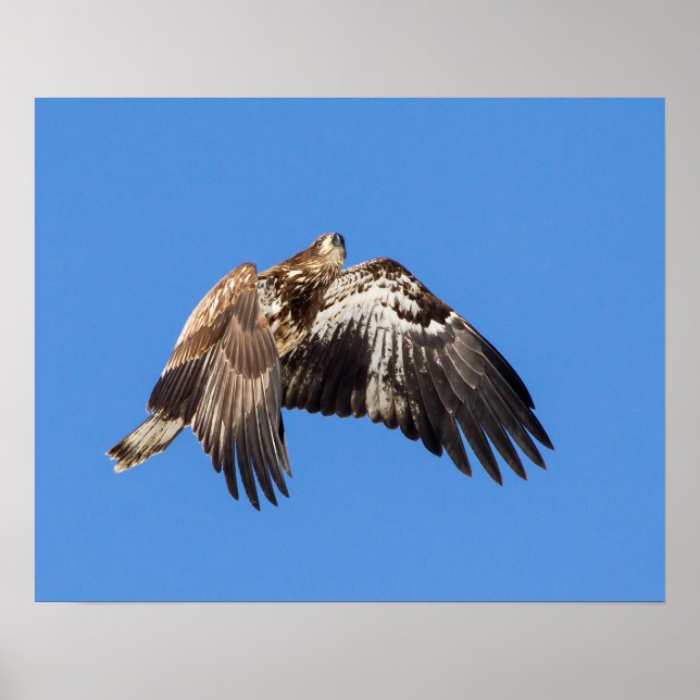 Póster Águila Calva Juvenil En Vuelo (Frente)