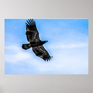 Póster Águila calva juvenil (vuelo)