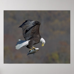 Póster Águila calva mirando fijamente a un pez