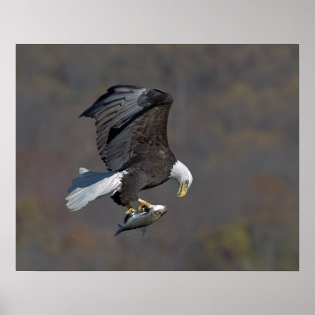 Póster Águila calva mirando fijamente a un pez (Frente)