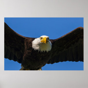 Póster Águila calva pasa volando cerca