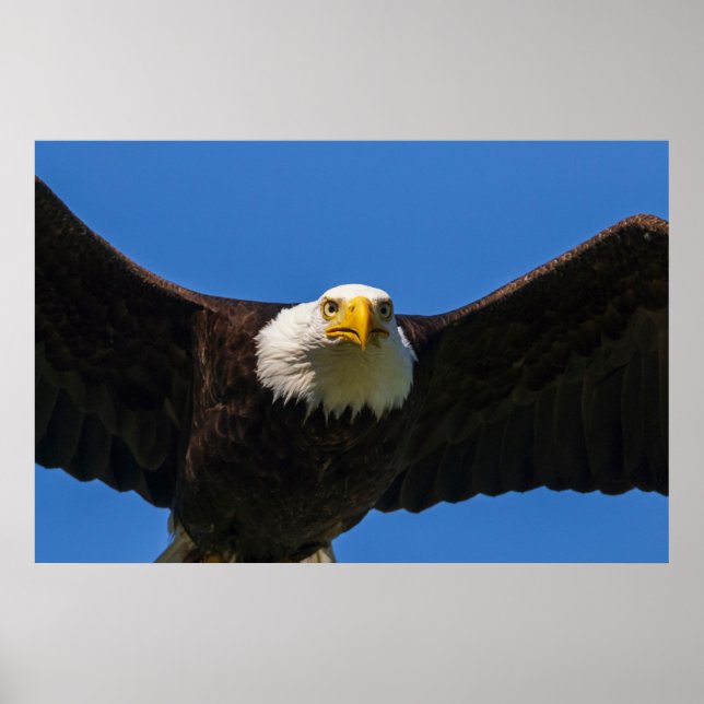 Póster Águila calva pasa volando cerca (Frente)