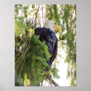 Póster Águila calva posada en Abeto de Douglas