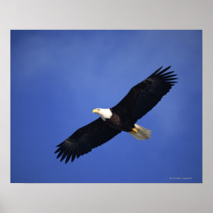 Póster Águila calva que se eleva, Alaska