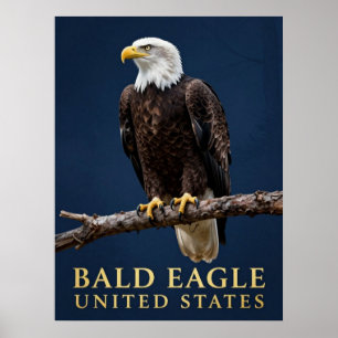 Póster 🦅 Águila Calva Salvaje Americana