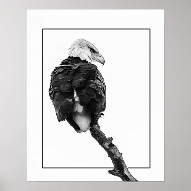 Póster Águila calva severa (Frente)