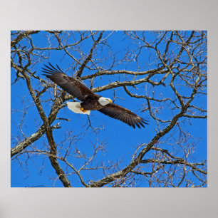 Póster Águila calva sobre azul