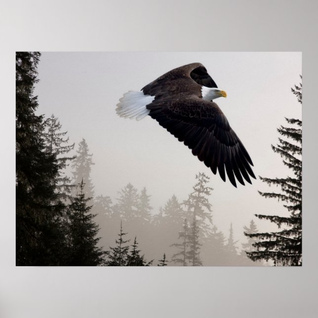 Póster Águila calva volando a través de la niebla (Frente)