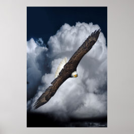Póster Águila calva volando y fotos de vida silvestre de 