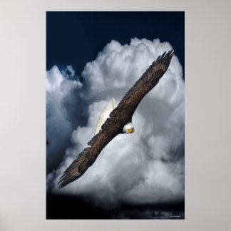 Póster Águila calva volando y fotos de vida silvestre de