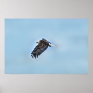 Póster Águila calva volando y Poster fotográfico sobre la
