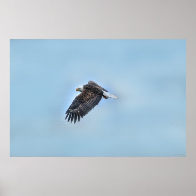 Póster Águila calva volando y Poster fotográfico sobre la (Frente)