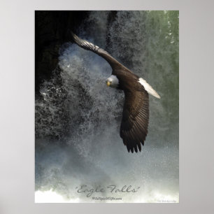 Póster Águila calva y Poster de cascada