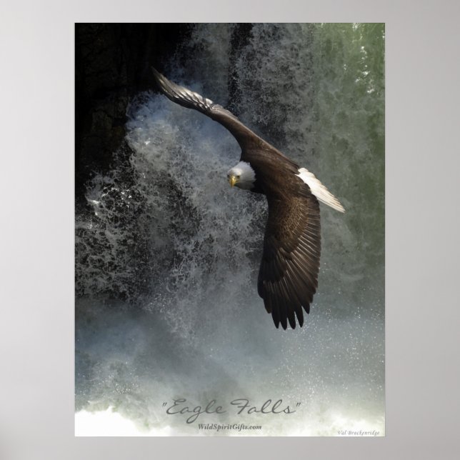 Póster Águila calva y Poster de cascada (Frente)