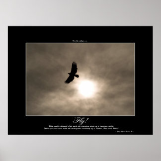 Póster Águila calva y Poster fotográfico Sun