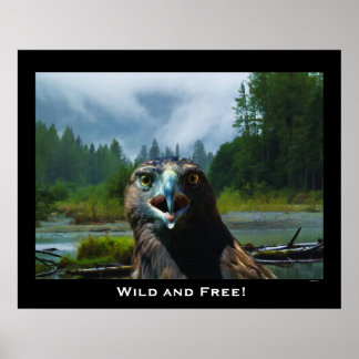 Póster Águila calva y río Misty Alaskan
