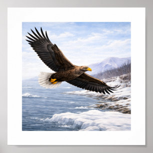 Póster Águila de cola blanca (Haliaeetus albicilla) – 