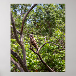 Póster Águila de serpiente marrón - Sentinel de los cielo