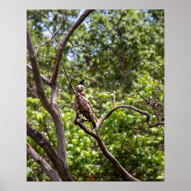 Póster Águila de serpiente marrón - Sentinel de los cielo (Frente)