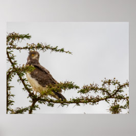 Póster Águila de serpiente marrón - Sentinel de Savannah