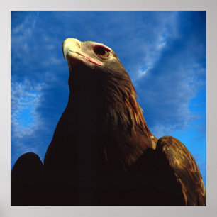 Póster Águila dorada