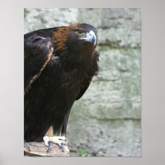Póster Águila dorada