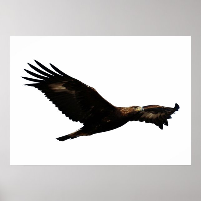Póster Aguila dorada (Frente)