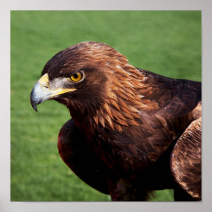 Póster Águila dorada