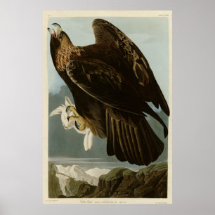 Póster Águila dorada de los pájaros de América de Audubon
