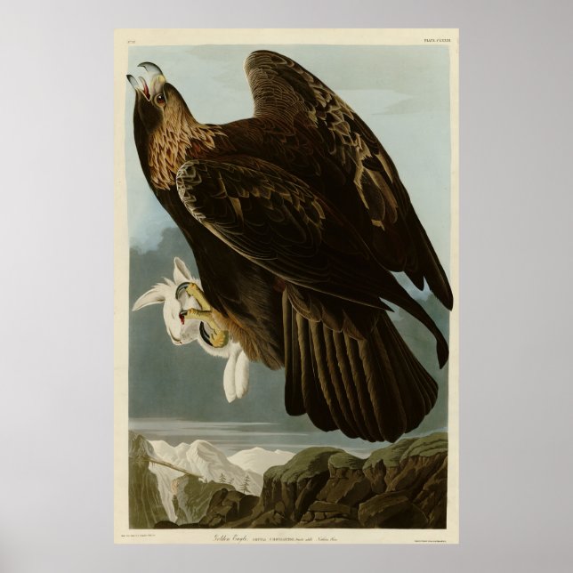 Póster Águila dorada de los pájaros de América de Audubon (Frente)