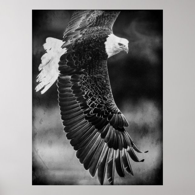 Póster Águila en vuelo blanco y negro (Frente)