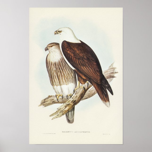 Póster Águila marina de pecho blanco, de Elizabeth Gould (Frente)