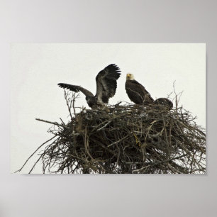 Póster Aguilas calvas anidando en Islas y Ocean Visitante