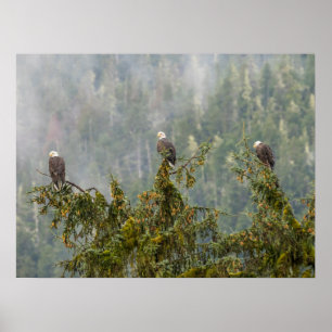 Póster Águilas calvas   Bosque nacional de Tongass Alaska