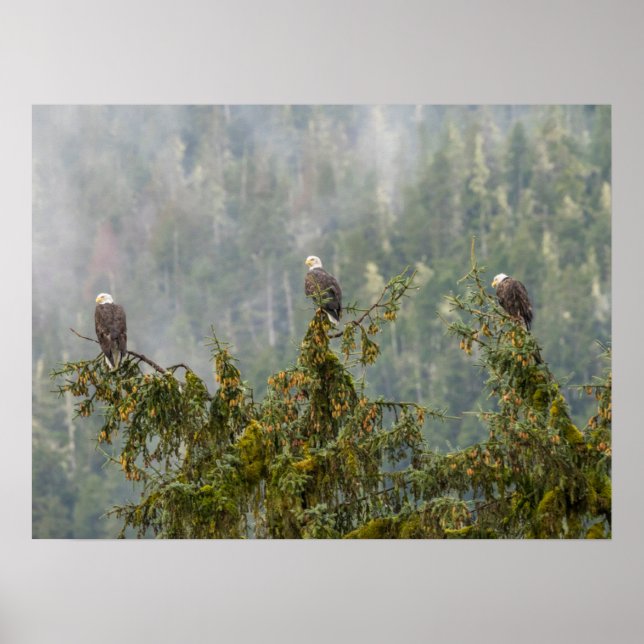 Póster Águilas calvas | Bosque nacional de Tongass Alaska (Frente)